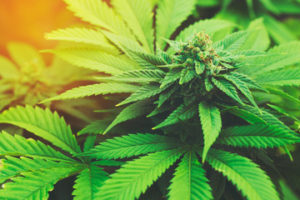 marijuana plants are part of any new marijuana business