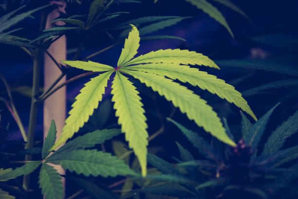 a marijuana leaf, symbolizing michigan marijuana legalization