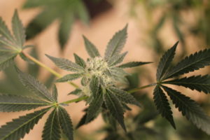 image of a cannabis leaf symbolizing michigan marijuana legalization