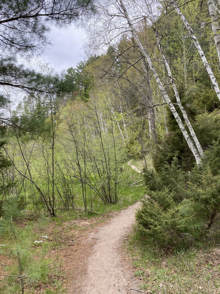 cannabis tourism in Michigan involves the out of doors like this wooded trail with white birch trees and green pines.